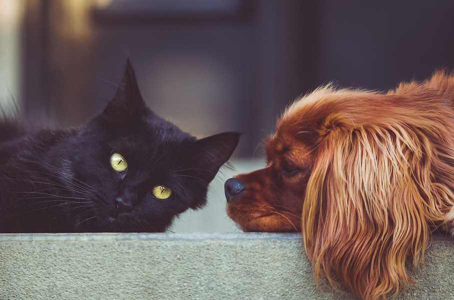 feng-shui-dog-feng-shui-cat-harmony
