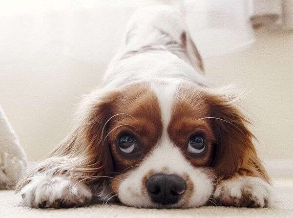 cute-dog1
